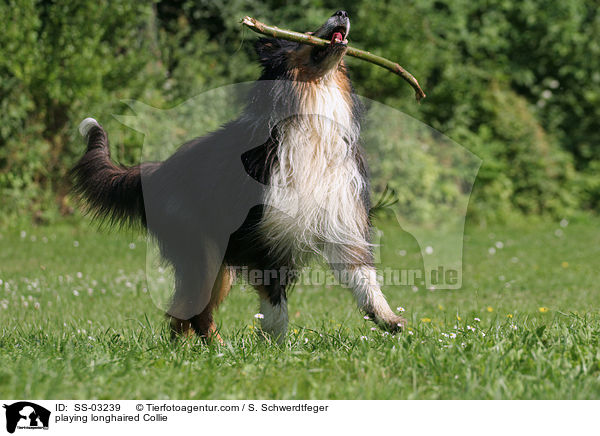 playing longhaired Collie / SS-03239