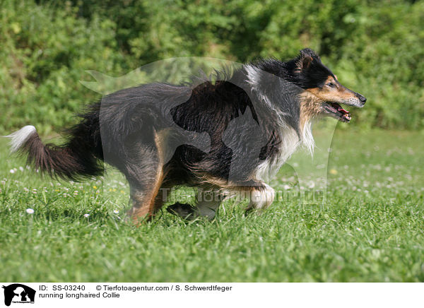 rennender Langhaarcollie / running longhaired Collie / SS-03240