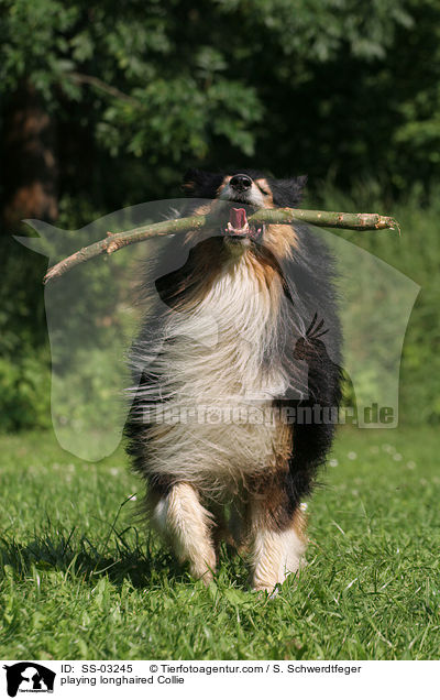 Langhaarcollie spielt mit Stckchen / playing longhaired Collie / SS-03245