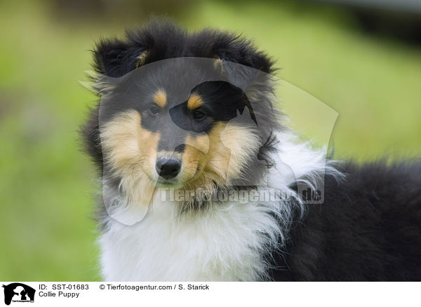 Collie Welpe / Collie Puppy / SST-01683