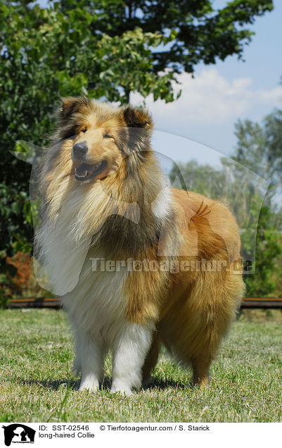 Langhaarcollie / long-haired Collie / SST-02546