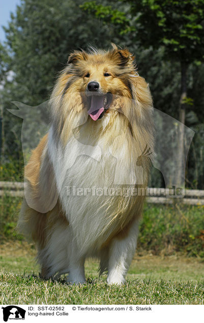 Langhaarcollie / long-haired Collie / SST-02562