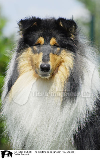 Collie Portrait / Collie Portrait / SST-02568