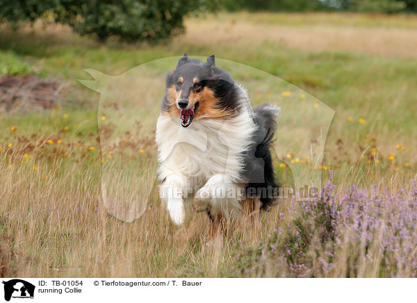 running Collie / TB-01054