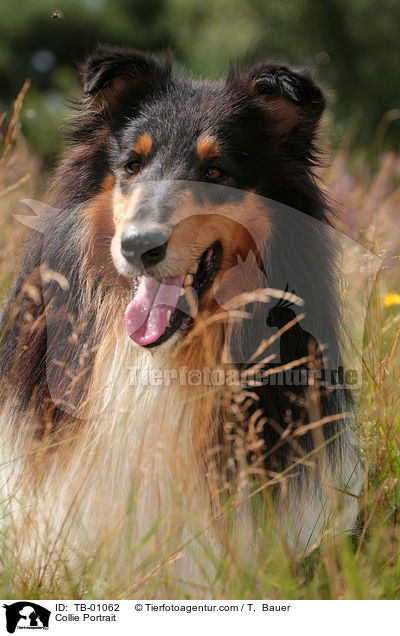 Collie Portrait / TB-01062