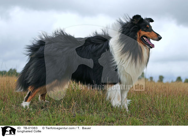 longhaired Collie / TB-01063