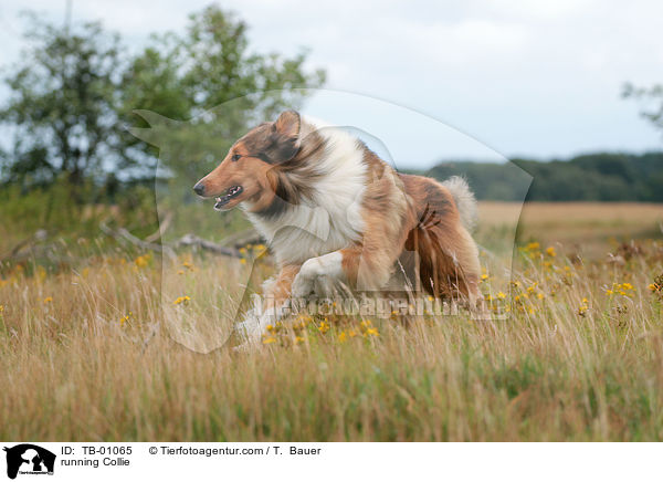 running Collie / TB-01065