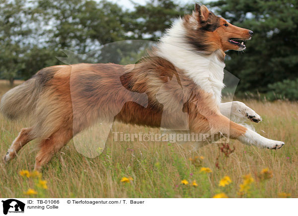 running Collie / TB-01066