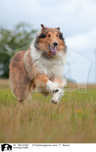 running Collie / TB-01067