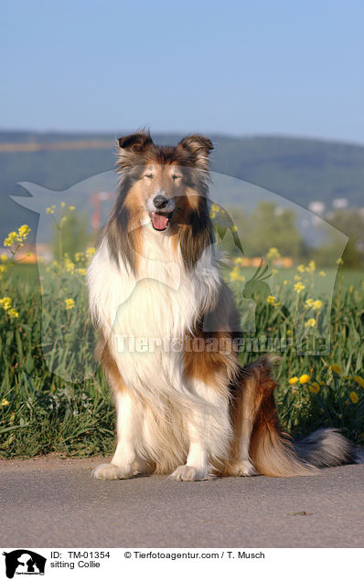 sitzender Collie / sitting Collie / TM-01354