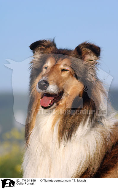 Collie Portrait / Collie Portrait / TM-01356