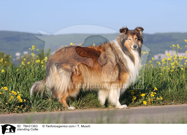 stehender Collie / standing Collie / TM-01363