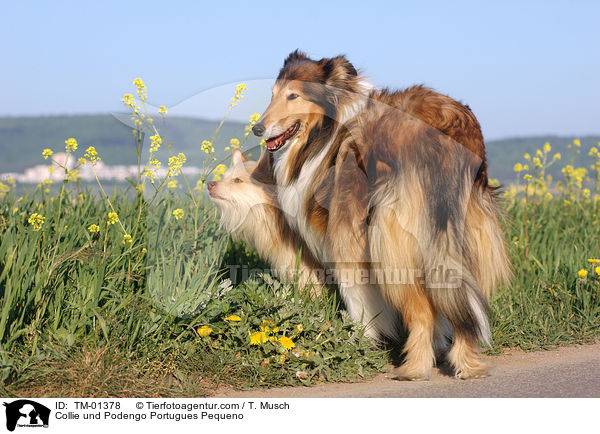 Collie und Podengo Portugues Pequeno / Collie und Podengo Portugues Pequeno / TM-01378