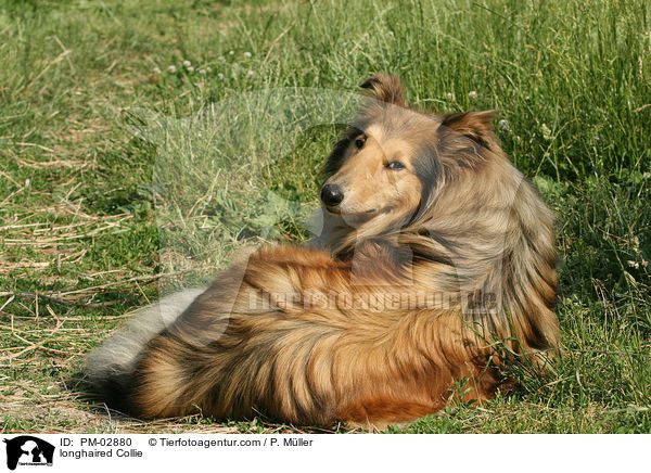 Langhaarcollie / longhaired Collie / PM-02880