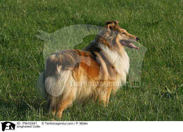 Langhaarcollie / longhaired Collie / PM-02881