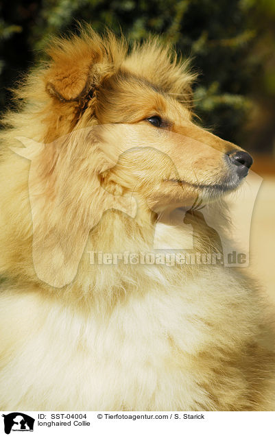 longhaired Collie / SST-04004