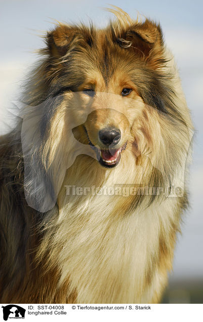 longhaired Collie / SST-04008