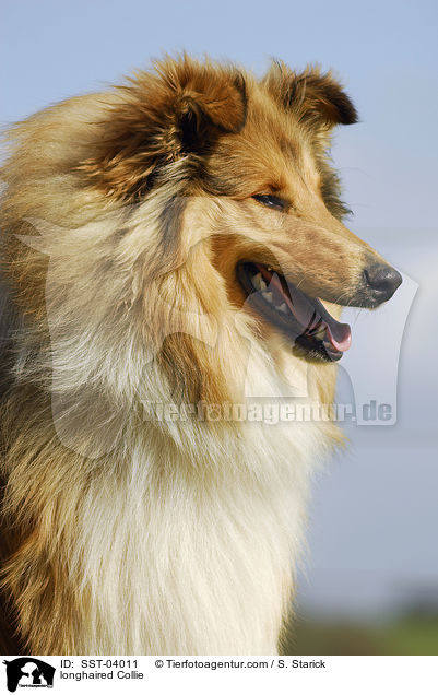 longhaired Collie / SST-04011