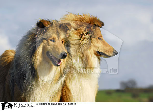 longhaired Collie / SST-04014