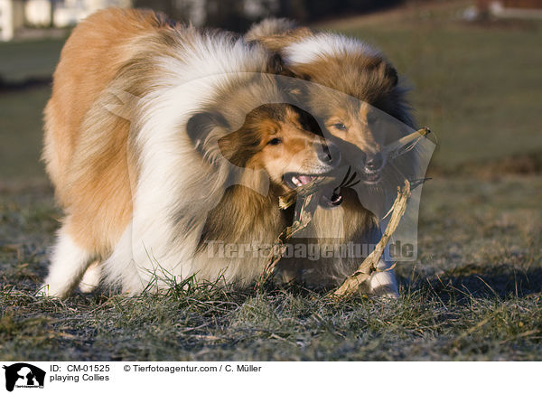 spielende Langhaarcollies / playing Collies / CM-01525