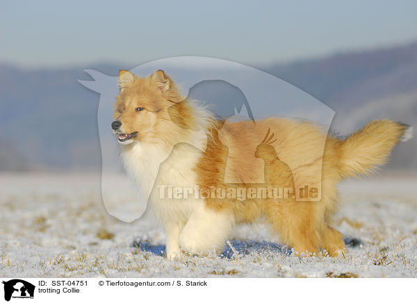 trotting Collie / SST-04751