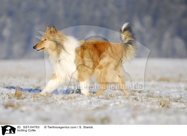 trotting Collie / SST-04763