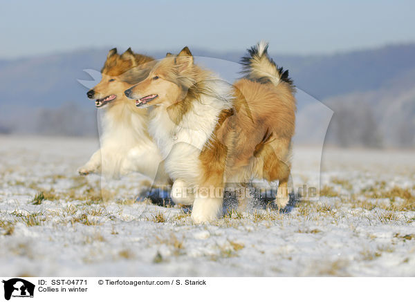 Langhaarcollies im Winter / Collies in winter / SST-04771