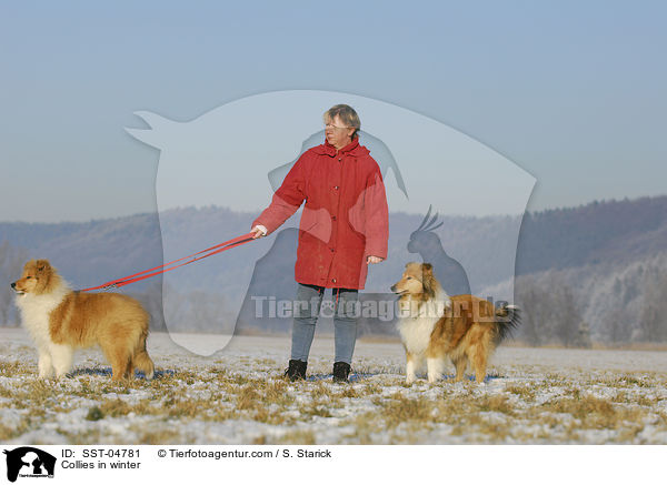 Collies in winter / SST-04781