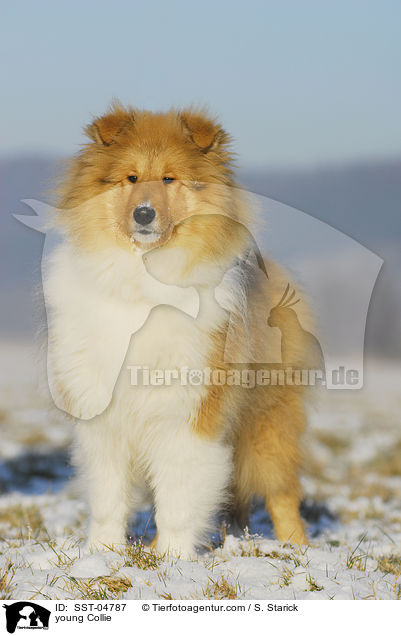 young Collie / SST-04787