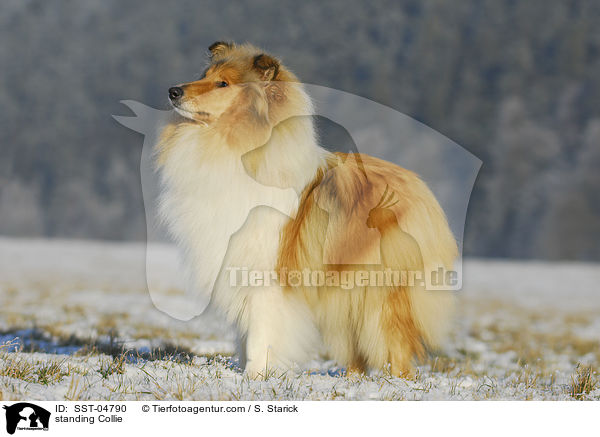 standing Collie / SST-04790