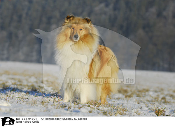 Langhaarcollie / long-haired Collie / SST-04791