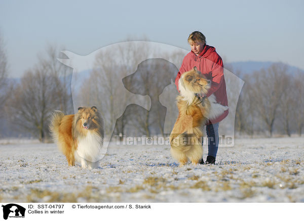 Langhaarcollies im Winter / Collies in winter / SST-04797