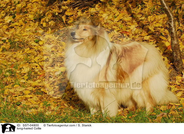 long-haired Collie / SST-04800