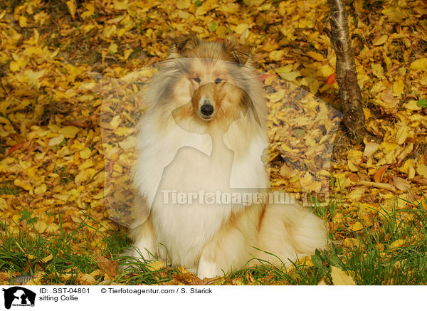 sitting Collie / SST-04801