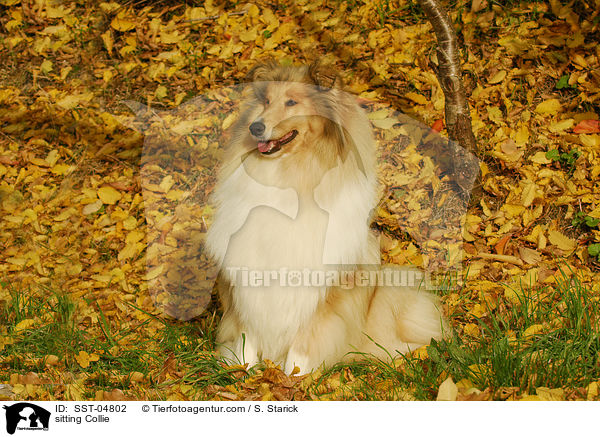 sitting Collie / SST-04802