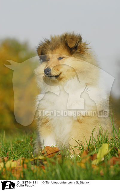 Collie Puppy / SST-04811