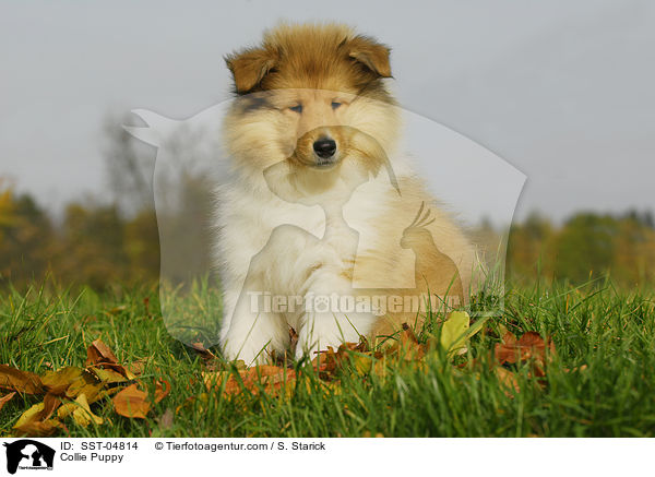 Collie Puppy / SST-04814