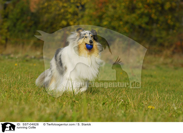 rennender Collie / running Collie / SST-04828