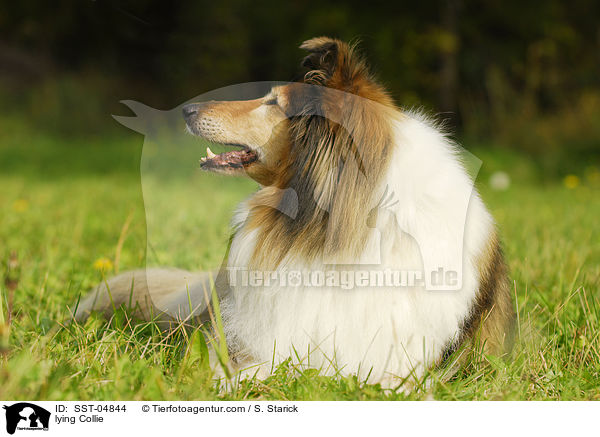 liegender Collie / lying Collie / SST-04844