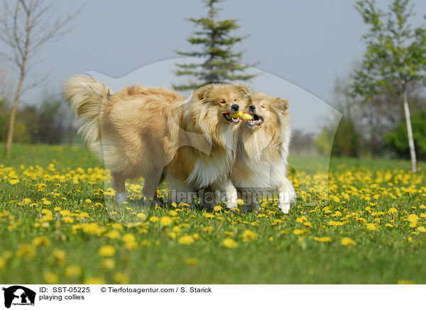 spielende Collies / playing collies / SST-05225