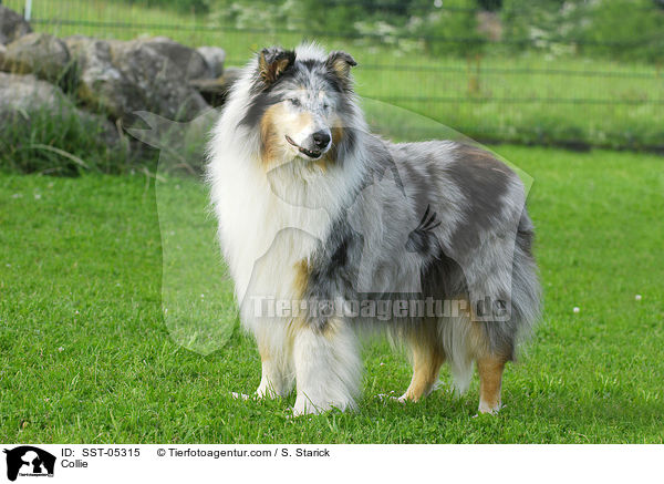 Collie / Collie / SST-05315