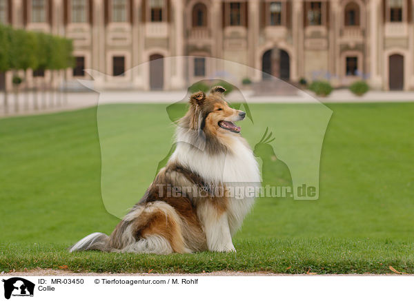 Langhaarcollie / Collie / MR-03450