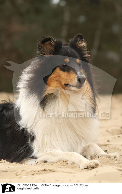 Langhaarcollie / longhaired collie / CR-01124