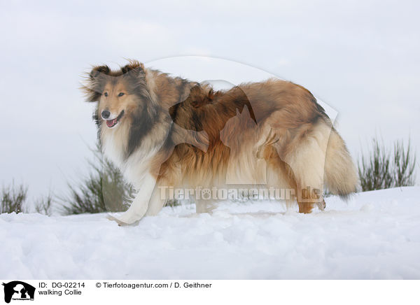 walking Collie / DG-02214