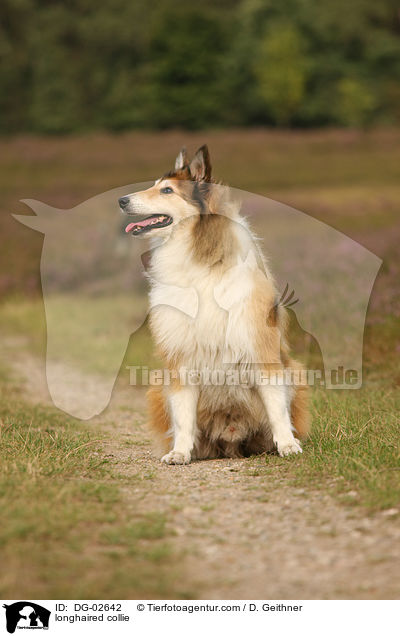 longhaired collie / DG-02642