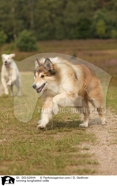 running longhaired collie / DG-02644