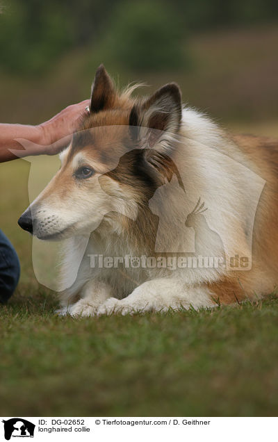 Langhaarcollie / longhaired collie / DG-02652