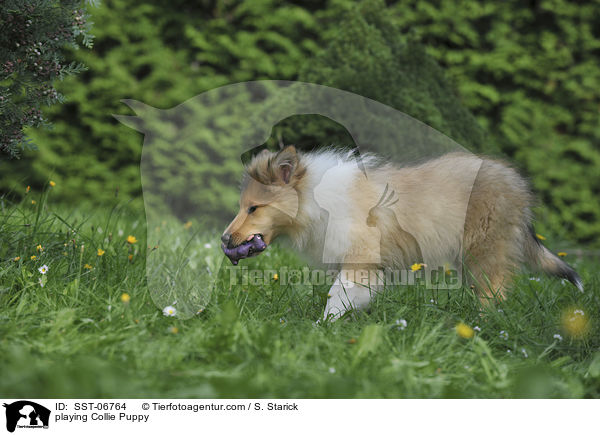 playing Collie Puppy / SST-06764