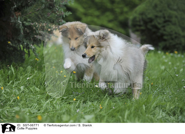 Collie Puppies / SST-06771