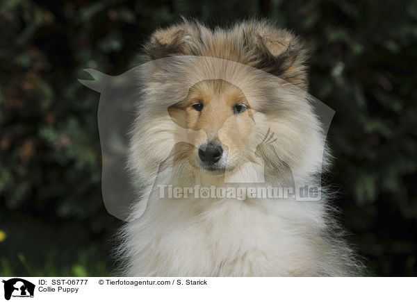 Collie Puppy / SST-06777